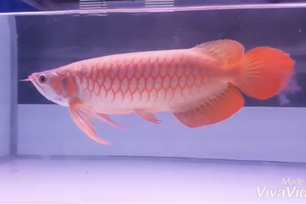 ##アロワナ 神龍 超血龍 ロングフィン## 熱帯魚屋巡り最上級アロワナ　超烈龍・超神龍・超血龍・鳳凰龍（フィッシュマスターオカ）