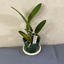 Lc.Little Olive　実生苗 レリオカトレア.リトルオリバー