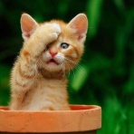 曇りのち晴れｗ