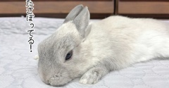 うさぎのルリ(2/14追記)