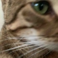ドアップでナデナデ