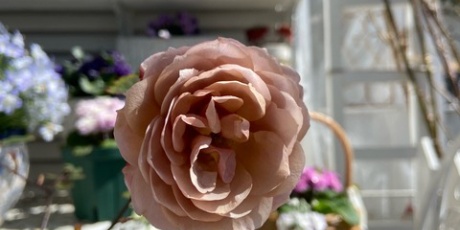 のばらのガーデニングブログ Hana and Rose Garden+ - 挿し木・挿し芽