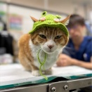 チャトです、、、🐸