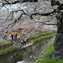 氷川神社　新河岸川