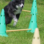 【犬のいる暮らし】６０歳からはやりたい放題だけどね♪