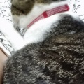こだわりの琥珀