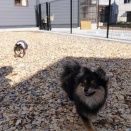 【店内わんこOK】三条市のドッグラン付き複合施設二ノ荘