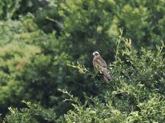 2026年8月6日の野鳥公園