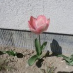 Satoshiの何でも写真館