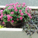 １２月の花壇９