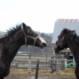 『敵わない相手』の画像
