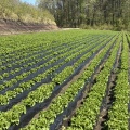 北軽井沢の夏の高原野菜の様子(2026.05.07)