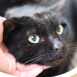 『【里親募集中】 日本猫のクマ』の画像