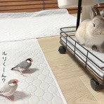 ブンチョ日誌