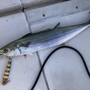 サゴシ１尾のみ。萩沖異常！