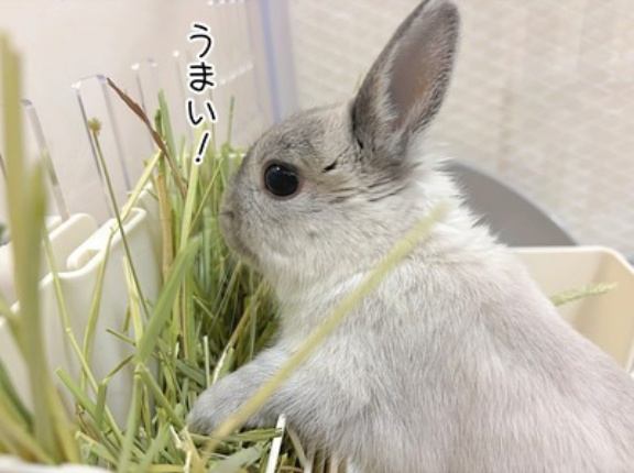 うさぎのルリ(3/11追記)