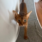 おうちごはんとおかしとねこ