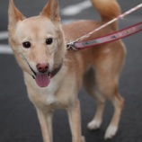 『【里親募集中】雑種のツナちゃん』の画像