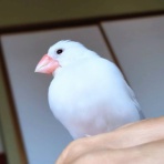 白文鳥のぴーちゃんの記録