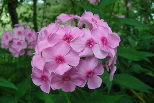 花散歩 オイランソウ 花魁草 はフロックス 花散歩 オイランソウ 花魁草 はフロックス