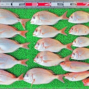 2025年11月16日　釣果