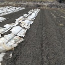 厳寒のンニンニクと玉ねぎ