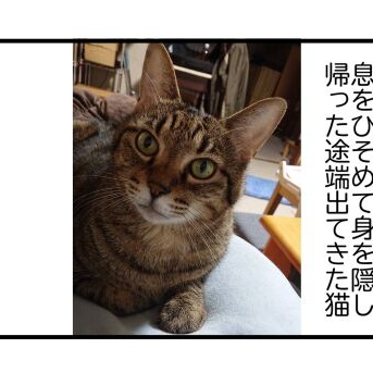 【猫との暮らし】お盆明けの我が家