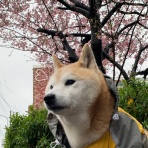 湘南凸凹柴WAN日記