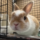 新入りうさちゃん！