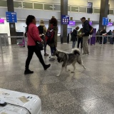 海外空港の野良犬とドタバタ劇。