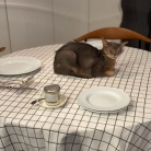 サラダボウルをベッドにしてた( •̄ .̱ •̄ )