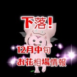『下落！１２月中旬お花相場情報』の画像