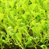 『光マイクロバブル・イノベーション（5500回記念）（40）』の画像