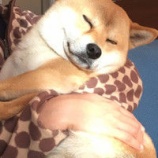 『寒くなってきたワン！』の画像