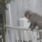 我が家の庭に猿現る！