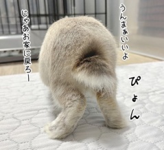 うさぎのルリ(12/6追記)