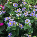 �ء�ī�Τ������ۺ�������ä���ΰ��̼��䡣̵�ռ��˿ȿ���꿶���򤨤ʤ���Ǯ����������ɧ���פ��ä��ȡ�������Ѥ����ˤʤä������顢���餫���ޤ������٤β���