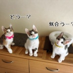 猫とお酒と日々のこと