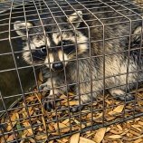 �ظ��ĻԤǤϡ����饤���ޤȥϥ��ӥ��󤬳��äȤ���Ȣ�����͡������̵���оݤȤʤäƤ��ޤ����ﳲ�򴶤��Ƥ������ϴĶ��ݤޤǤ����̤����������٤β���