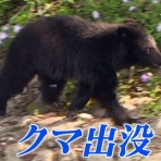 ウメボシ速報