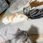 ネネがいないと思っていたら・・・