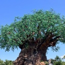 【WDW】アニマルキングダム新ショー【NEWS】