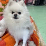 『【ご支援お願いします】Amazonほしい物リスト』の画像