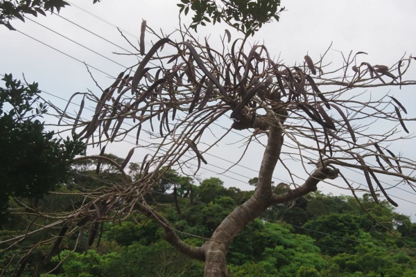 波と風の音を聴きながら 熱帯植物