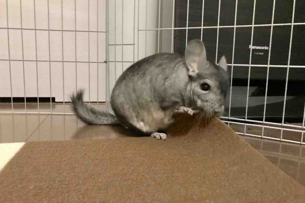 ちんちら中心生活 一人暮らし女の嗜み