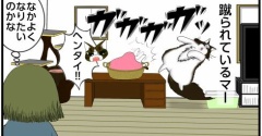 【多頭飼い】先住猫の足のニオイを嗅ぎまくる猫