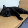 うるちゃん　今日は　七夕だよ