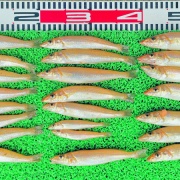 2026年4月19日　釣果