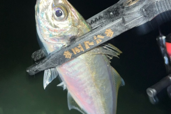 ぽけっとの小物gomoku日誌 博多湾 佐賀アジング