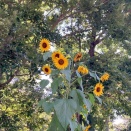 夏🌻
